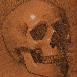<strong>Skull Sketch</strong><br>Skull Sketch Study<br />
<br />
(Pencil on tone paper). 2011